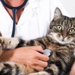 Cat vaccine