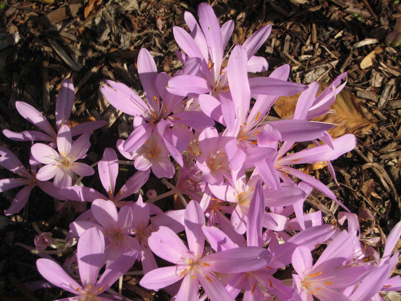 autumn crocus